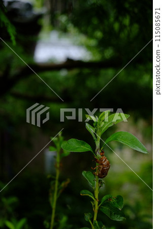 Cicadian shell Cicadian shell 115085671