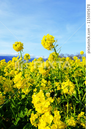 Rape blossoms 115085678