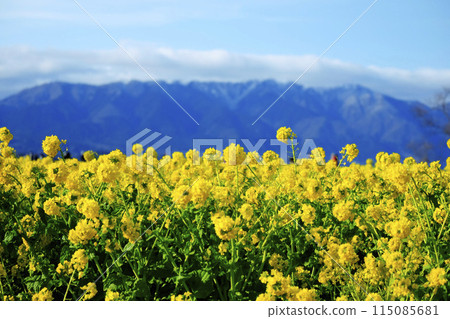 Rape blossoms 115085681