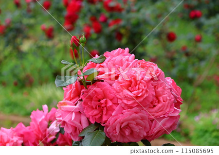 Ichikawa City Nature Observation Garden Rose Garden, Onocho, Ichikawa City, Chiba Prefecture 115085695