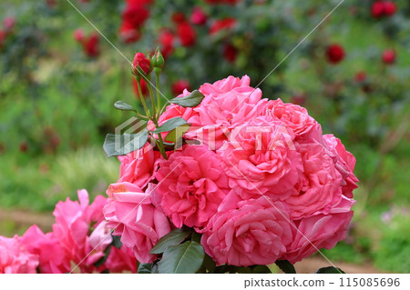 市川市自然觀察園玫瑰園千葉縣市川市小野町 115085696