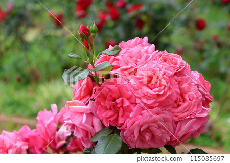 Ichikawa City Nature Observation Garden Rose Garden, Onocho, Ichikawa City, Chiba Prefecture 115085697