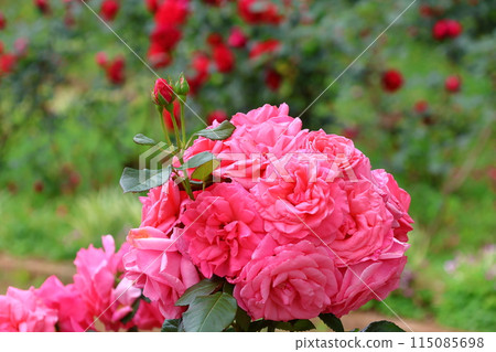 市川市自然觀察園玫瑰園千葉縣市川市小野町 115085698