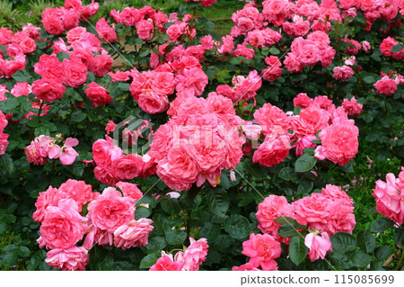 市川市自然觀察園玫瑰園千葉縣市川市小野町 115085699