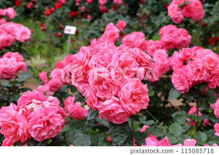 市川市自然觀察園玫瑰園千葉縣市川市小野町 市川市自然觀察園玫瑰園千葉縣市川市小野町 115085718