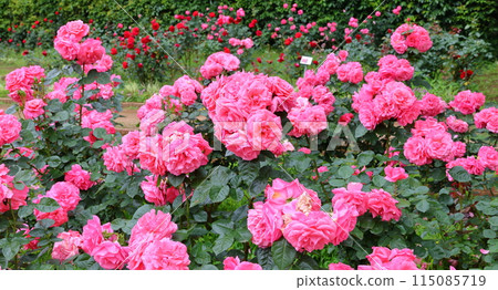 市川市自然觀察園玫瑰園千葉縣市川市小野町 市川市自然觀察園玫瑰園千葉縣市川市小野町 115085719