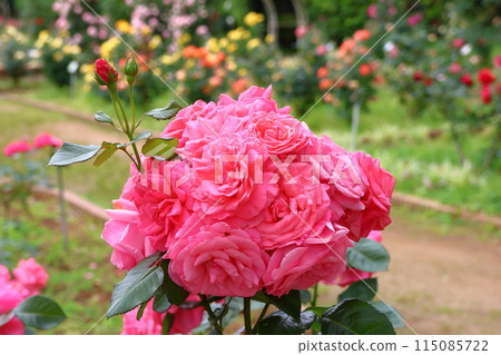 市川市自然觀察園玫瑰園千葉縣市川市小野町 市川市自然觀察園玫瑰園千葉縣市川市小野町 115085722