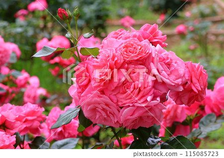 Ichikawa City Nature Observation Garden Rose Garden, Onocho, Ichikawa City, Chiba Prefecture 115085723