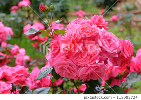 市川市自然觀察園玫瑰園千葉縣市川市小野町 市川市自然觀察園玫瑰園千葉縣市川市小野町 115085724