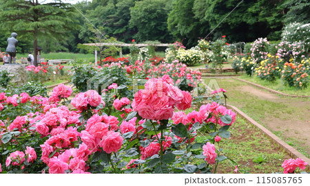 市川市自然觀察園玫瑰園千葉縣市川市小野町 115085765