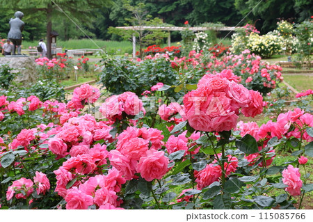 市川市自然觀察園玫瑰園千葉縣市川市小野町 115085766