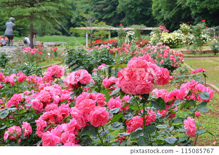 Ichikawa City Nature Observation Garden Rose Garden, Onocho, Ichikawa City, Chiba Prefecture 115085767