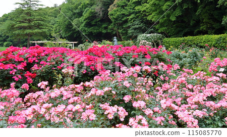 市川市自然觀察園玫瑰園千葉縣市川市小野町 115085770