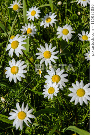 Natual daisies 115085886