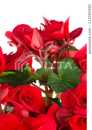 Begonia Elatior gemengd flower 115085892