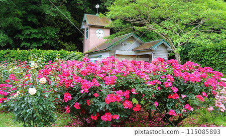 Ichikawa City Nature Observation Garden Rose Garden, Onocho, Ichikawa City, Chiba Prefecture 115085893