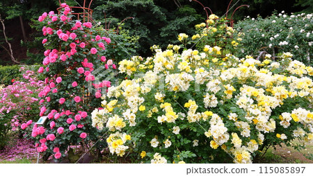 Ichikawa City Nature Observation Garden Rose Garden, Onocho, Ichikawa City, Chiba Prefecture 115085897