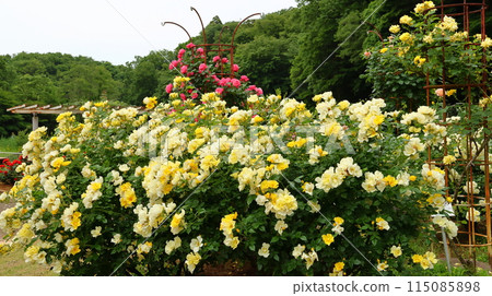 Ichikawa City Nature Observation Garden Rose Garden, Onocho, Ichikawa City, Chiba Prefecture 115085898