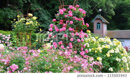 市川市自然觀察園玫瑰園千葉縣市川市小野町 市川市自然觀察園玫瑰園千葉縣市川市小野町 115085943
