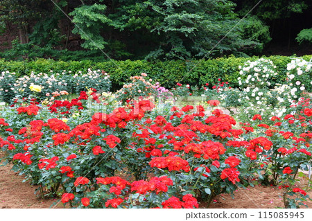 市川市自然觀察園玫瑰園千葉縣市川市小野町 115085945