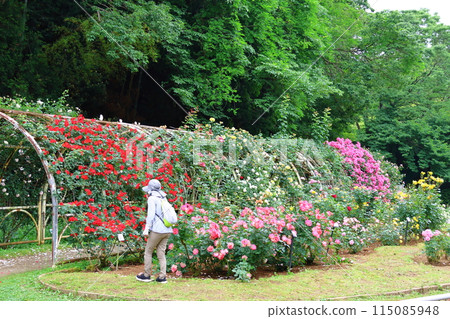 市川市自然觀察園玫瑰園千葉縣市川市小野町 115085948