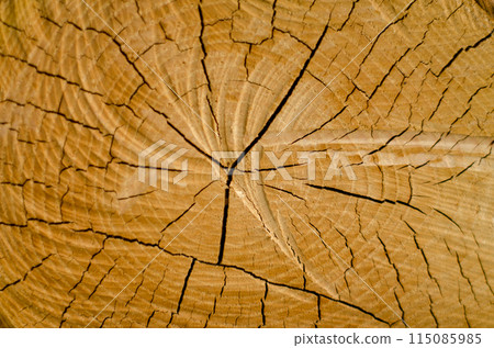 Old pine tree cut texture Old pine tree cut texture 115085985