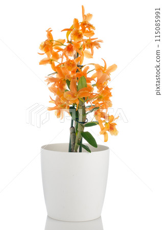 Beautiful orange dendrobium flowers 115085991