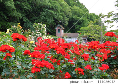 Ichikawa City Nature Observation Garden Rose Garden, Onocho, Ichikawa City, Chiba Prefecture Ichikawa City Nature Observation Garden Rose Garden, Onocho, Ichikawa City, Chiba Prefecture 115086012