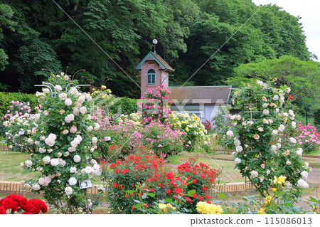 市川市自然觀察園玫瑰園千葉縣市川市小野町 115086013