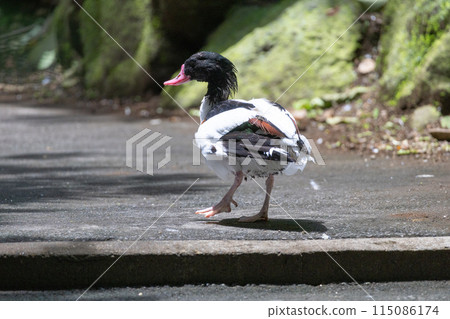 Common shelduck after bathing Common shelduck after bathing 115086174