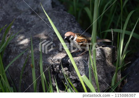 岩石上的麻雀 115086307