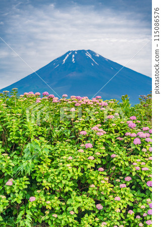 (Shizuoka Prefecture) Hydrangea and Mt. Fuji during the rainy season 115086576