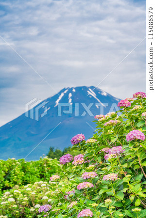 （靜岡縣）雨季的繡球花和富士山 115086579