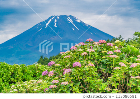 (Shizuoka Prefecture) Hydrangea and Mt. Fuji during the rainy season (Shizuoka Prefecture) Hydrangea and Mt. Fuji during the rainy season 115086581