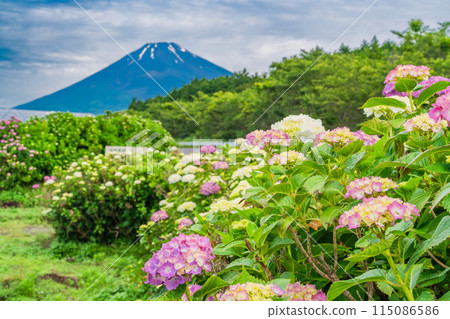 (Shizuoka Prefecture) Hydrangea and Mt. Fuji during the rainy season 115086586