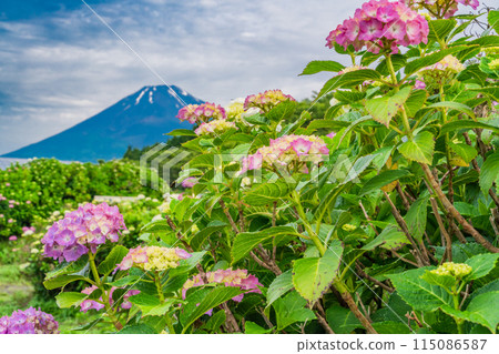 (Shizuoka Prefecture) Hydrangea and Mt. Fuji during the rainy season 115086587