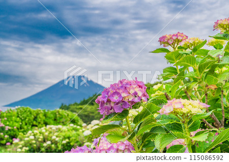 (靜岡縣)雨季的繡球花和富士山 (靜岡縣)雨季的繡球花和富士山 115086592
