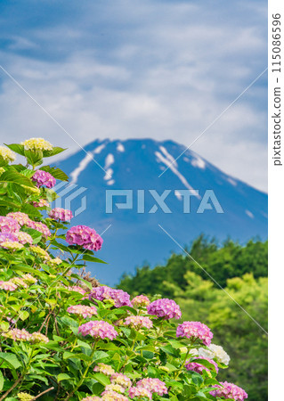 (靜岡縣)雨季的繡球花和富士山 (靜岡縣)雨季的繡球花和富士山 115086596