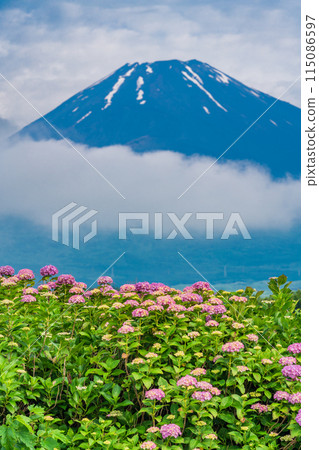 (靜岡縣)雨季的繡球花和富士山 (靜岡縣)雨季的繡球花和富士山 115086597