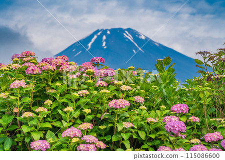 (Shizuoka Prefecture) Hydrangea and Mt. Fuji during the rainy season (Shizuoka Prefecture) Hydrangea and Mt. Fuji during the rainy season 115086600