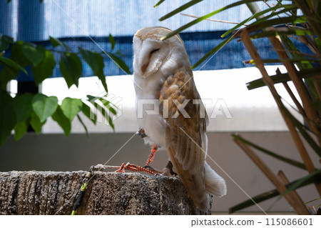 一隻打瞌睡的倉鴞 115086601