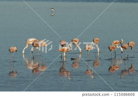 Flamingos rest in a salty lagoon, La Pampa Province,Patagonia, Argentina. 115086608