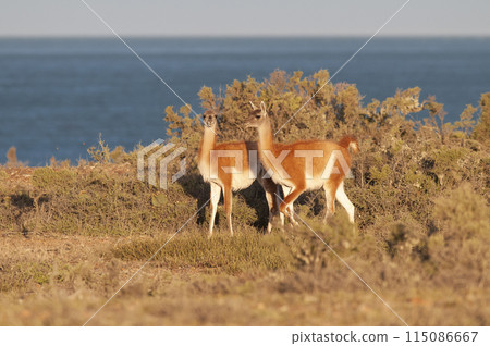 Guanaco, Lama Guanicoe, Peninsula Valdes, Unesco World Heritage Site, Patagonia Argentina. Guanaco, Lama Guanicoe, Peninsula Valdes, Unesco World Heritage Site, Patagonia Argentina. 115086667