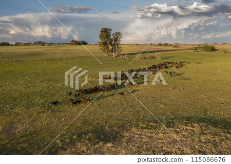 Aerial view of a troop of steers for export, cattle raised with natural pastures in the Argentine countryside. Aerial view of a troop of steers for export, cattle raised with natural pastures in the Argentine countryside. 115086676