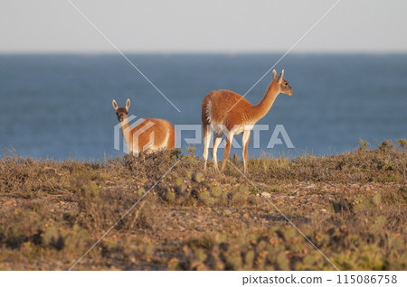 Guanaco, Lama Guanicoe, Luro Park, La Pampa Province, La Pampa, Argentina. 115086758