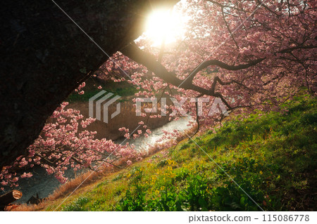 盛開的櫻花從樹幹中探出頭來 盛開的櫻花從樹幹中探出頭來 115086778