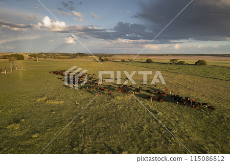 Aerial view of a troop of steers for export, cattle raised with natural pastures in the Argentine countryside. 115086812