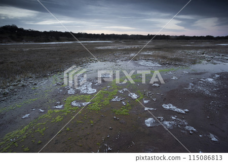Saltpeter on the floor of a lagoon in a semi desert environment, La Pampa province, Patagonia, Argentina. 115086813