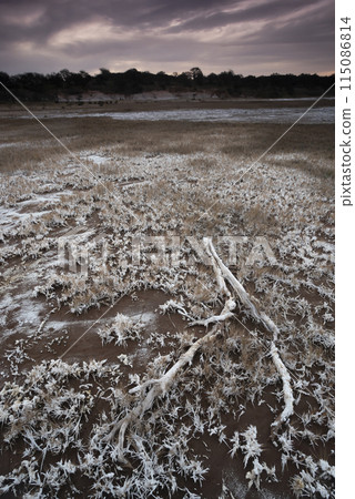 Saltpeter on the floor of a lagoon in a semi desert environment, La Pampa province, Patagonia, Argentina. 115086814