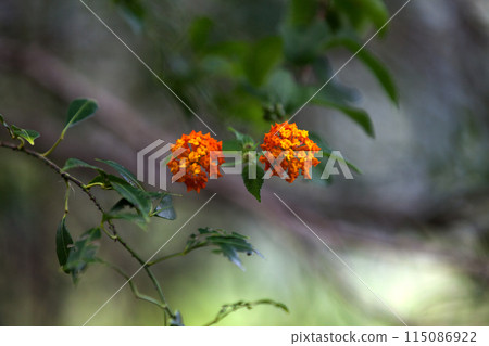 Orange wild-sage flowers Orange wild-sage flowers 115086922
